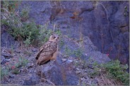 im Morgengrauen... Europäischer Uhu *Bubo bubo*