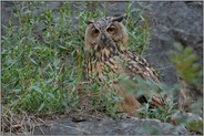 stiller, durchdringender Blick... Europäischer Uhu *Bubo bubo*