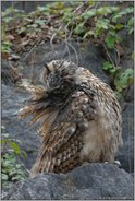 Gefiederpflege... Europäischer Uhu *Bubo bubo*
