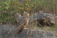 aufmerksam... Europäische Uhus *Bubo bubo*