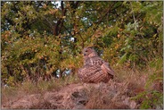 beim Sandbad... Europäischer Uhu *Bubo bubo*