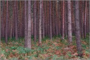 stillgehalten... Kiefernwald *Darss*