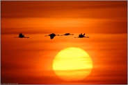Sonnenaufgang... Kranichflug *Grus grus*