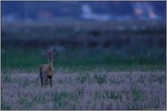 am nächsten Morgen... Reh *Capreolus capreolus*