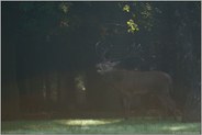 im Lichtspot... Rothirsch *Cervus elaphus*
