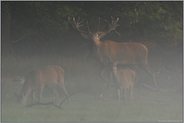 alles meins... Rothirsch *Cervus elaphus*