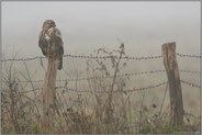 im Nebel... Mäusebussard *Buteo buteo*