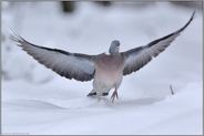 im Landeanflug... Ringeltaube *Columba palumbus*