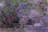 erste Schritte... Europäische Uhus *Bubo bubo*