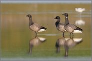 goldenes Licht... Ringelgänse *Branta bernicla*