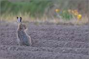 zwischen Ackerfurchen... Feldhase *Lepus europaeus*