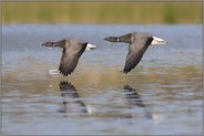 Synchronflug... Ringelgänse *Branta bernicla*