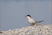 rufend... Flußseeschwalbe *Sterna hirundo*