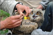 unter Beobachtung... Europäischer Uhu *Bubo bubo*