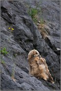 zu später Stunde... Europäischer Uhu *Bubo bubo*