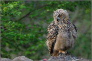 verlegen... Europäischer Uhu *Bubo bubo*