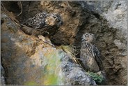 Eulenblick... Europäische Uhus *Bubo bubo*