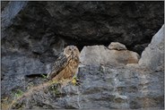 mit scharfem Blick... Europäischer Uhu *Bubo bubo*