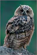 nah, näher, am nächsten... Europäischer Uhu *Bubo bubo*