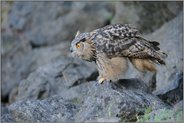 auf der Jagd... Europäischer Uhu *Bubo bubo*