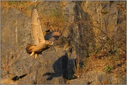 goldenes Licht... Europäischer Uhu *Bubo bubo*