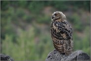hoch über'm Tal... Europäischer Uhu *Bubo bubo*