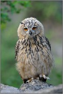 unser kleiner Freund... Europäischer Uhu *Bubo bubo*
