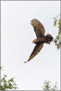 Abflug... Europäischer Uhu *Bubo bubo*