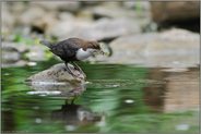 den Schnabel voll... Wasseramsel *Cinclus cinclus* bei der Nahrungssuche