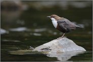 angepasst... Wasseramsel  *Cinclus cinclus*