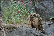 hier sitz' ich nun, ich armer Tropf... Europäischer Uhu *Bubo bubo*