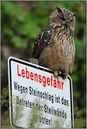 bis hierhin... Europäischer Uhu *Bubo bubo*, Wächter des Steinbruchs