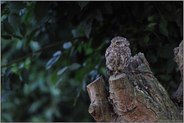 dunkel war's... Steinkauz *Athene noctua*