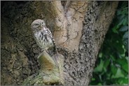 uups, was da... Steinkauz *Athene noctua*