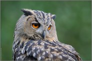 ausdrucksstark... Europäischer Uhu *Bubo bubo*
