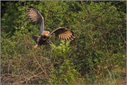 mit Schwung... Europäischer Uhu *Bubo bubo*