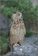 erhaben... Europäischer Uhu *Bubo bubo*