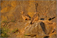 in der Abendsonne... Europäischer Uhu *Bubo bubo*