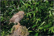 auf der Hut... Steinkauz *Athene noctua*