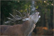 markerschütternd... Rothirsch *Cervus elaphus*
