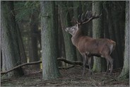 im Forst... Rothirsch *Cervus elaphus*