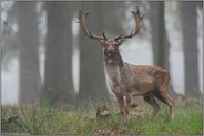 imposant... Damhirsch *Dama dama*