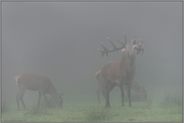 dicke Suppe... Rotwild *Cervus elaphus*