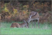 Zuneigung... Rotwild *Cervus elaphus*