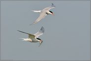 sie fliegen wieder... Flußseeschwalben *Sterna hirundo*