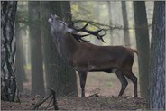 im Wald... Rothirsch *Cervus elaphus*