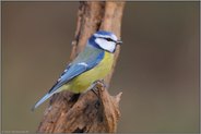 einzigartig in Europa ... Blaumeise *Cyanistes caeruleus*
