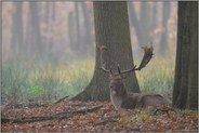 ruhend... Damhirsch *Dama dama*