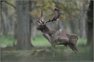 Brunftgeruch... Damhirsch *Dama dama*