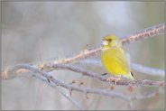 Farbtupfer... Grünfink  *Carduelis chloris*